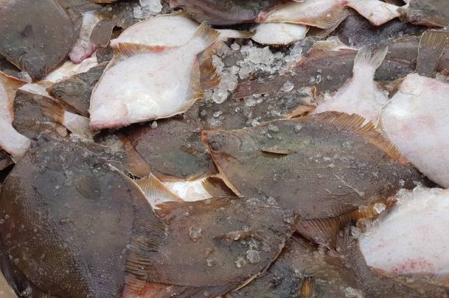 Агентством по рыболовству Сахалинской области совместно с мэром Охинского района решен вопрос о доставке и реализации свежей камбалы по цене 40 рублей за килограмм, в рознице - 46 рублей. 