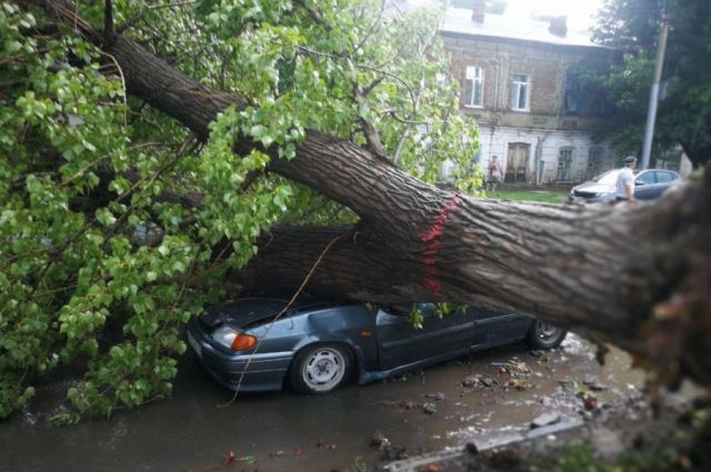 В центре Саратова шквалистый ветер повалил деревья на автомобили