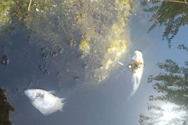 В Ростовской области выясняют причины массовой гибели рыбы в реке Быстрой