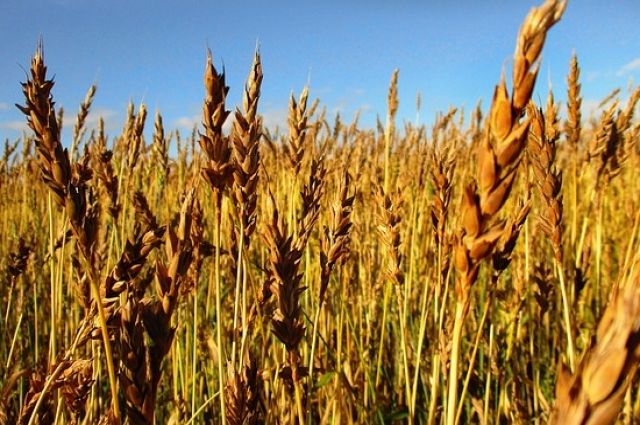 Нехватка кормов из-за засухи ожидается в Удмуртии