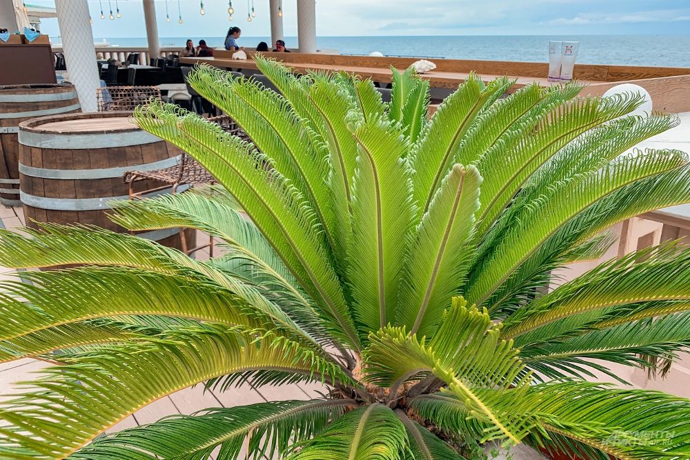 Раскидистые пальмы - лучшее украшение местных ресторанов.