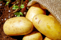 Оренбургские овощеводы объяснили, почему килограмм картофеля не может стоить 12 рублей. 