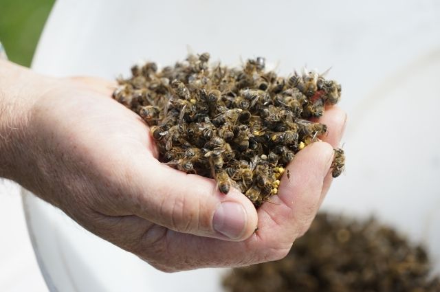 В Боготольском районе Красноярского края погибли 20 млн пчёл