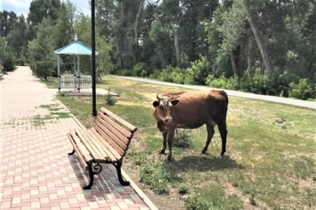 В Кувандыке национальный проект реализовывали для коров?