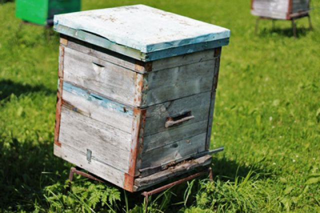 Пчеловоды остались без мёда и средств к существованию.