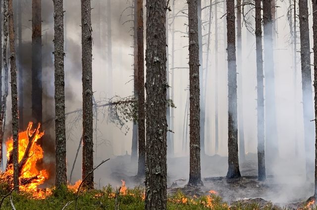 В большинстве случаев причиной возникновения лесных пожаров были грозовые разряды