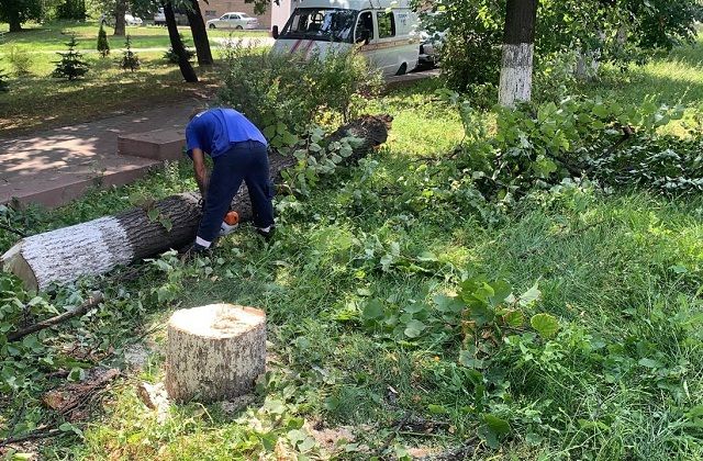 В Курске 19 июля от горожан поступило 17 заявок об упавших деревьях