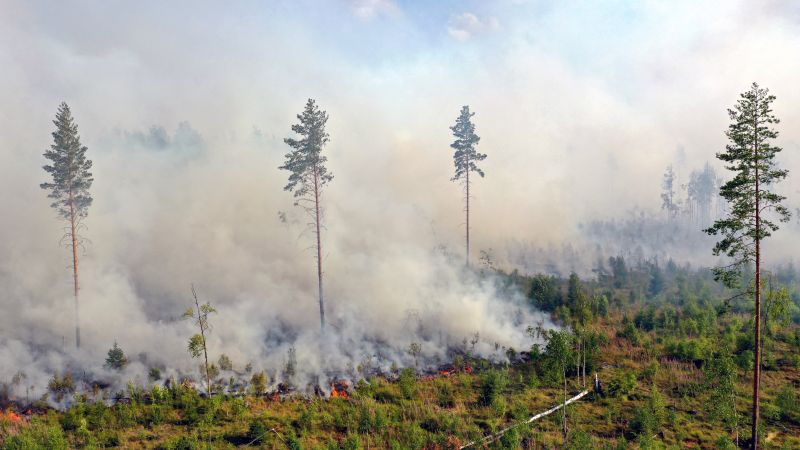 Лесные пожары рядом с Сямозером в Пряжинском районе Карелии
