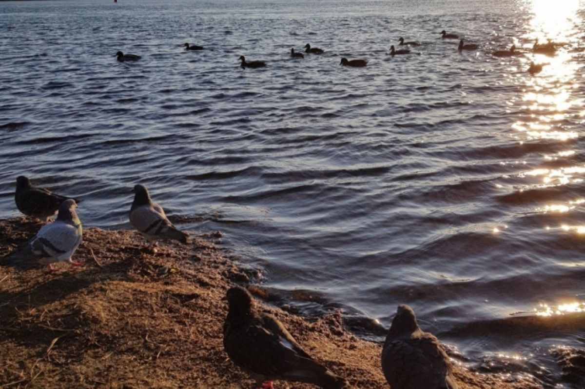 Источник болезней? Чем загрязнены реки и озера Башкирии | Природа |  ОБЩЕСТВО | АиФ Уфа