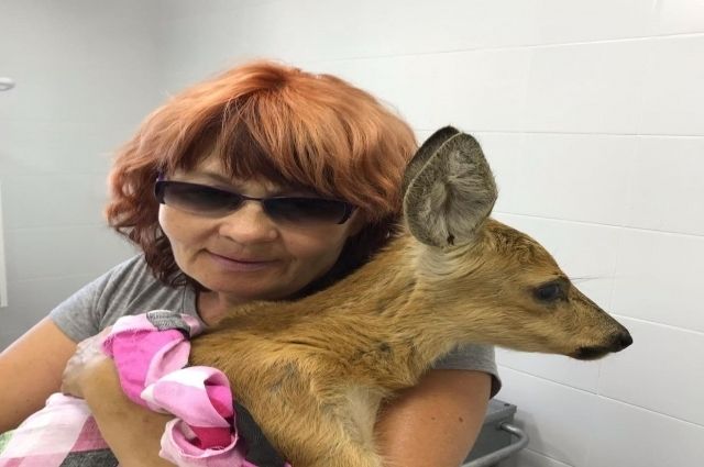 В саратовской ветеринарной клинике спасли косулю