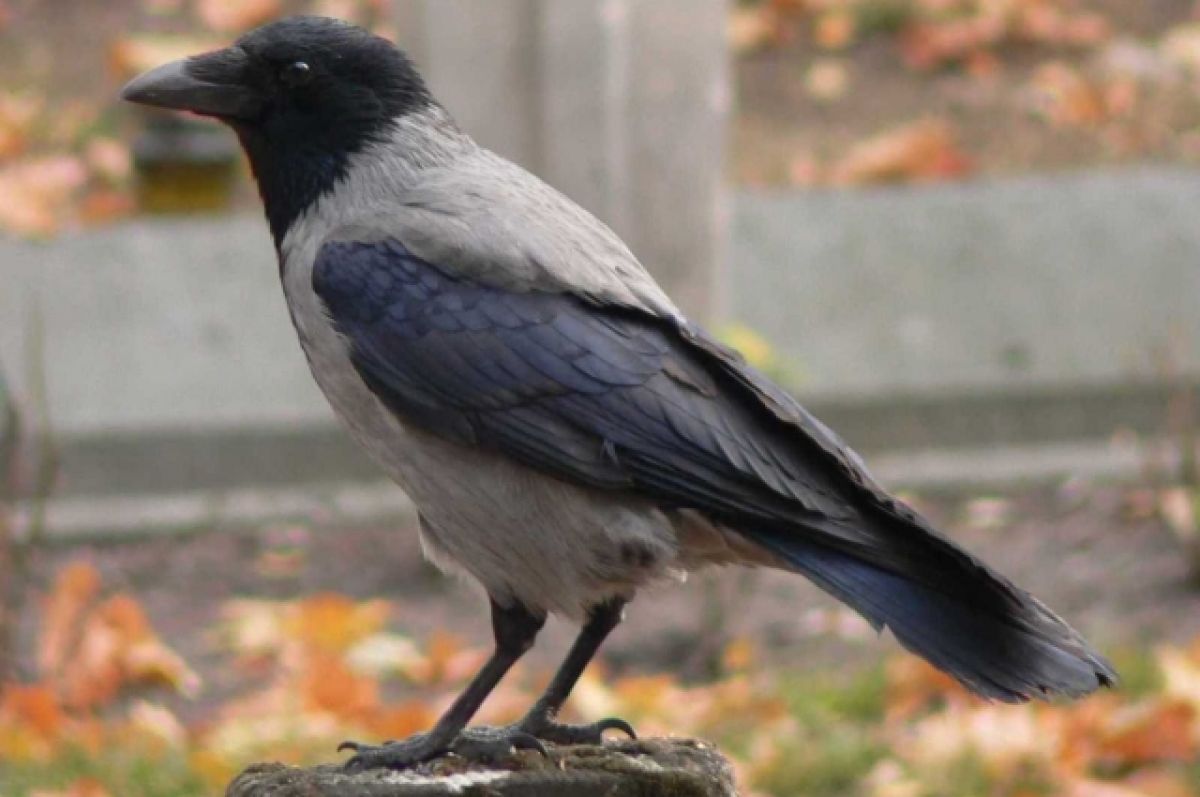 На что способны вороны – одни из самых интеллектуальных птиц? | Экология |  ОБЩЕСТВО | АиФ Урал