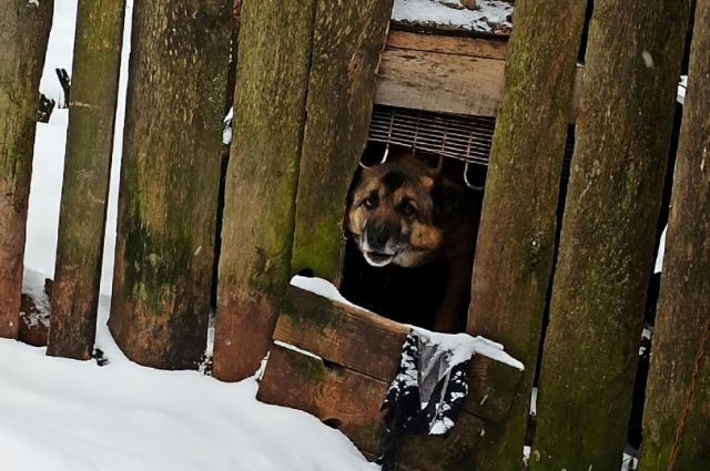 В Алапаевске будут судить живодера стрелявшего по бездомной собаке