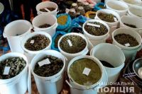 У жителя Николаевской обнаружили плантацию конопли.