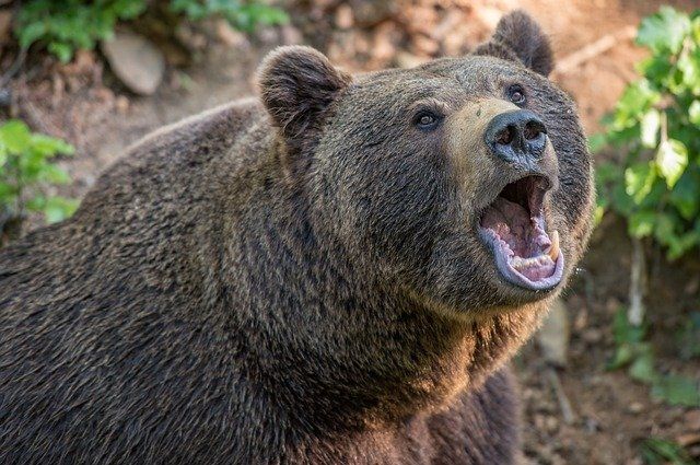 Медведица с медвежатами напала на мужчину около малинника.