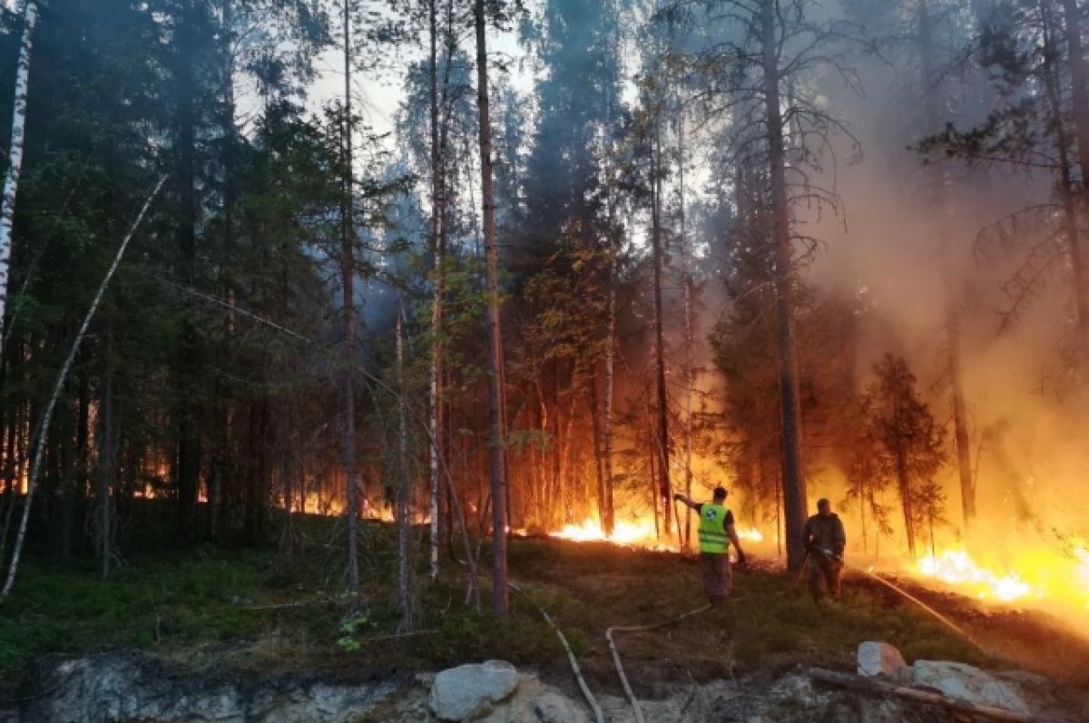 Леса Карелии пожары