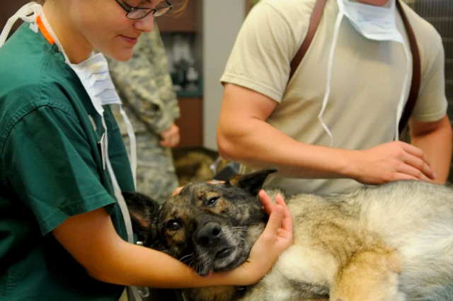 В Новосибирске собаке Брунгильде из Краснодара сделали уникальные протезы