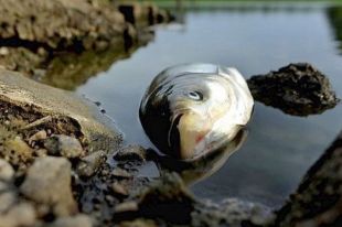 В киевских прудах массово гибнет рыба: экологи обнаружили яд в воде