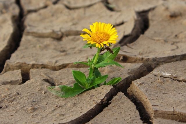 Потерю урожая прогнозируют в Челябинской области из-за засухи