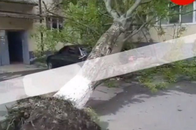 Массивное дерево упало от ветра, смяв автомобили и выбив окна в Карабулаке