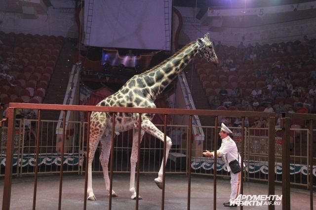 Жирафа Багира спасли от усыпления, и вот он уже 15 лет выступает в цирке.