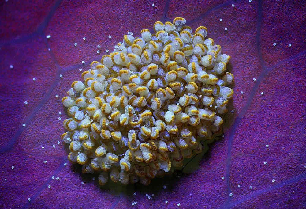 Название: Сорус папоротника. Номинация: Природа. Описание: Сорус папоротника Polypodium aureum. Длина соруса 2 мм. Полосатые «червячки» — это кольца (или пояски) на спорангиях, где находятся споры. Маленькие беловатые «точки» - это споры. Хорошо видны устьица с хлорофиллом. Автор: Михальцов Анатолий