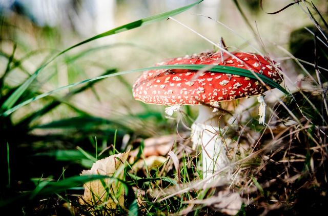 Названы самые ядовитые грибы Новосибирской области