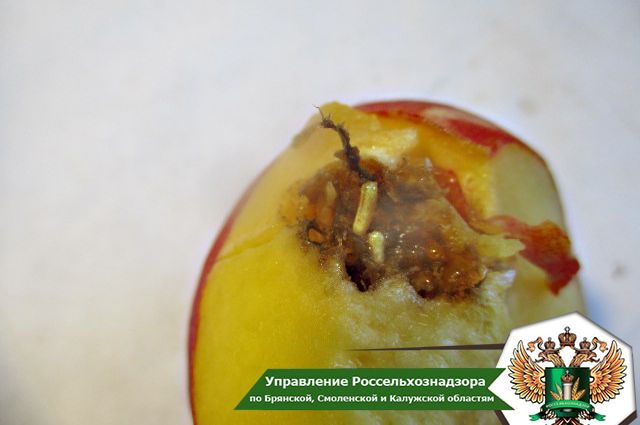 В Брянской области обнаружили персики с живыми личинками мухи внутри