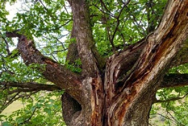 В Ингушетии двухсотлетнюю грушу признали памятником природы