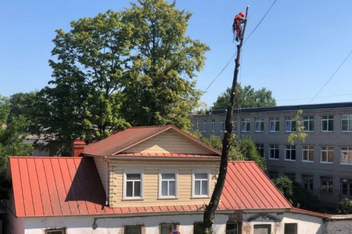 В УГХ объяснили, почему у центрального рынка в Пскове спилили деревья | АиФ  Псков