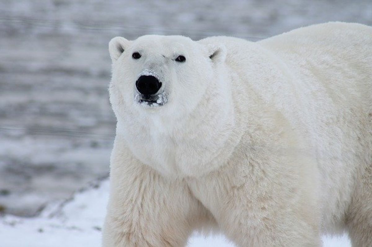 Белый Медведь Фото