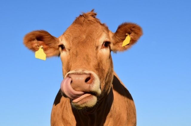 Россельхознадзор призывает фермеров не отпускать скот на самовыгул