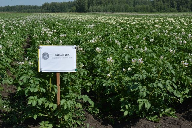 «Каштак» и «кавалер». Как развивается картофелеводство на Южном Урале