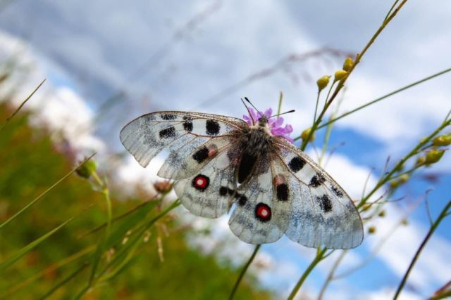 Редчайшую бабочку заметили в нацпарке в Челябинской области