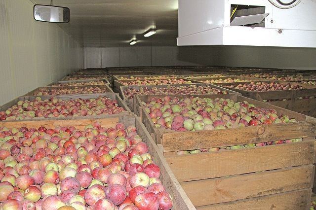 Во Владимирской области раздавили более 47 кг санкционных яблок