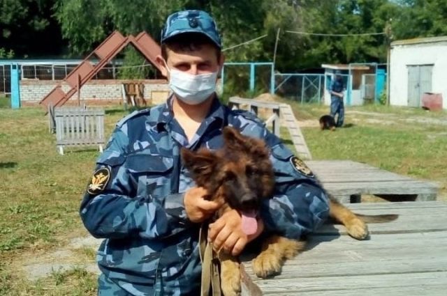 Семь щенков УФСИН Саратовской области отправились к месту постоянной службы