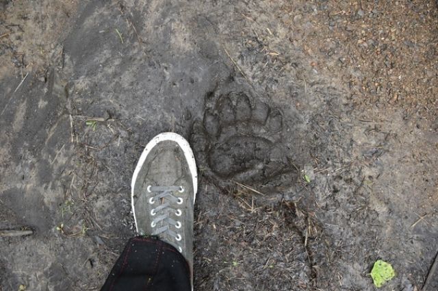 Медвежьи следы в парке стали находить рядом с туристическими тропами.