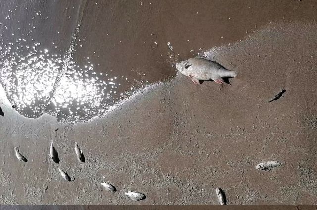 Рыба близ экопарка «Прибрежный» в Ульяновске погибла из-за аномальной жары