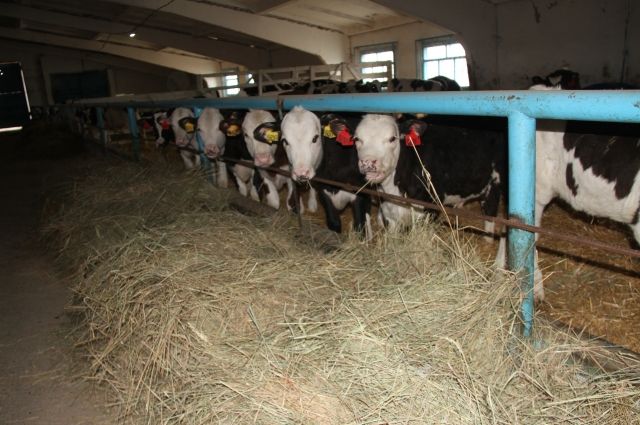 На Ставрополье наращивают производство продукции животноводства.