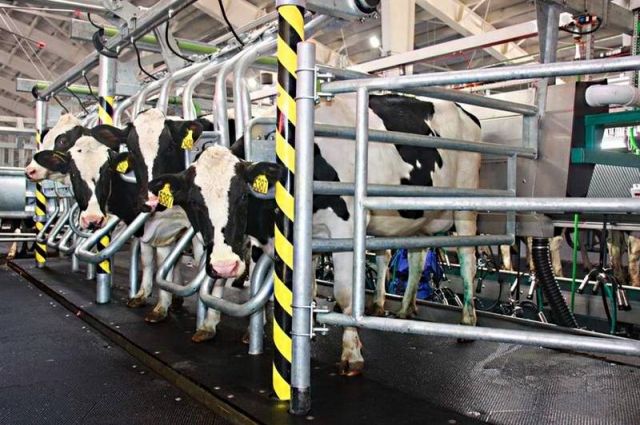 Жители села Троицкого продолжают жаловаться на неприятный запах от животноводческой фермы компании «Грин Агро Сахалин», где содержится около двух тысяч голов крупного рогатого скота. 
