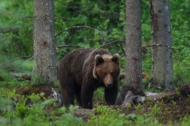 Молодого медведя обнаружили рядом с селом под Новосибирском