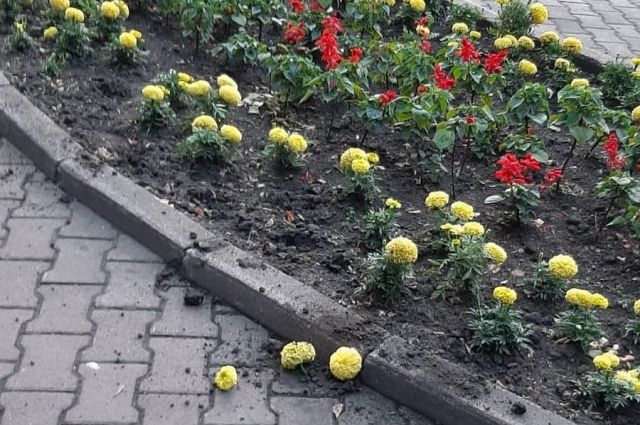 Мэр Кисёлевска пристыдил вандалов, испортивших клумбы с цветами