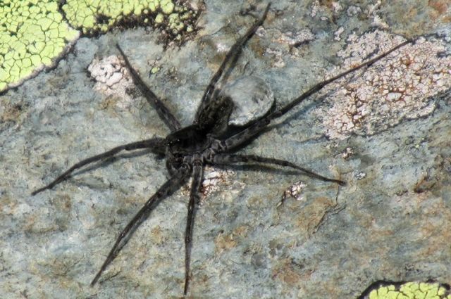 В Левенцовском районе Ростова обнаружили семь гнезд ядовитых пауков