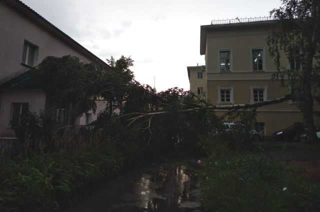 В Пензе после сильного дождя упало дерево