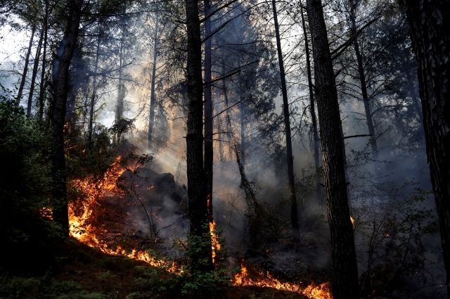 Эрдоган объявил о задержании подозреваемого в поджогах лесов в Турции
