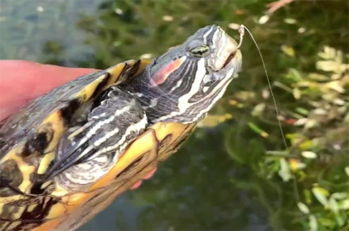 Ловить черепаху. Черепашка ловят рыбаки. Как поймать черепаху в пруду. Поймал черепаху вместо рыбы.
