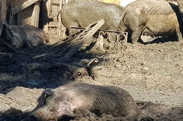 Владельцев свинофермы в центре Хабаровска ждет штраф за сброс навоза в Амур