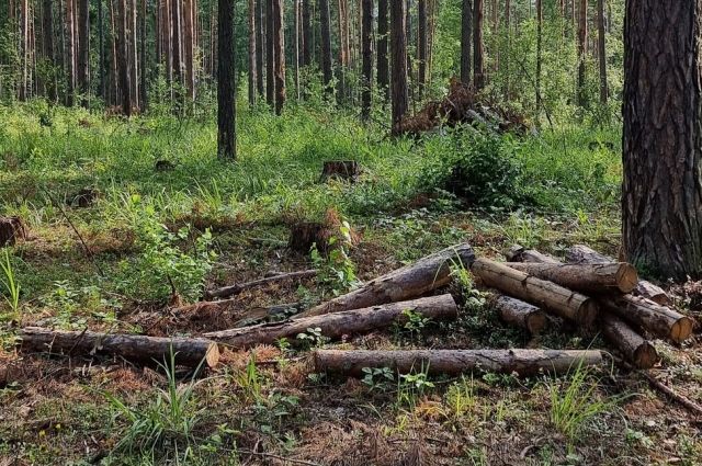 Женщина пожаловалась на вырубку леса в Кудряшовском бору под Новосибирском