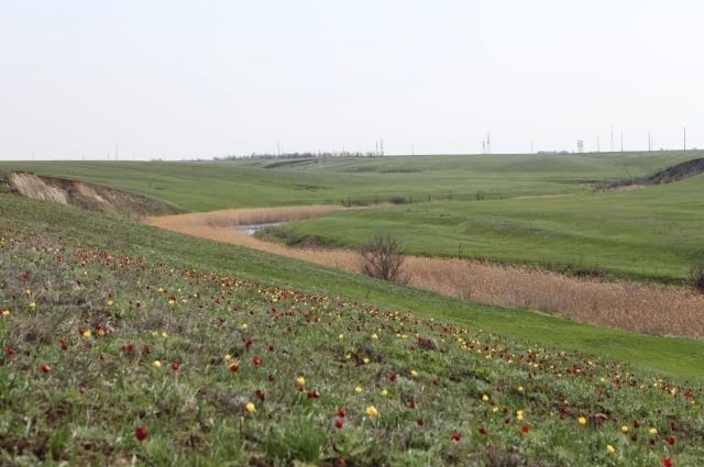 Тюльпанная степь в Саратовской области станет охраняемой природной зоной
