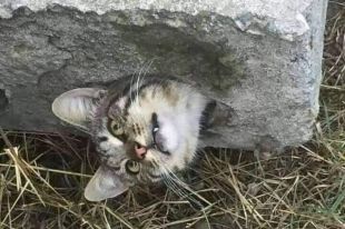 «Застрял в бетонной плите»: в Одесской области спасли кота