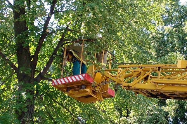 На этой неделе в Ульяновске срубят 84 аварийных дерева и 20 обрежут